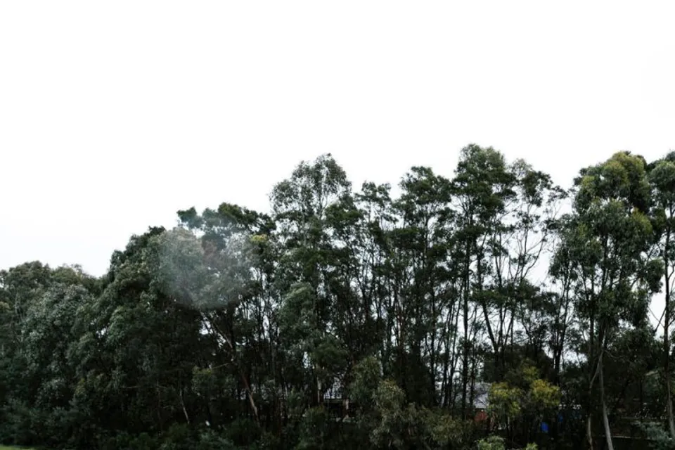 Grassy grounds and trees beside a walking path.