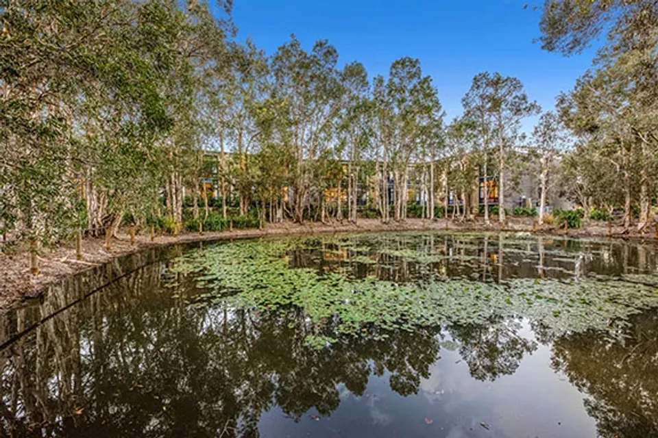Landscaped pond and trees on the grounds