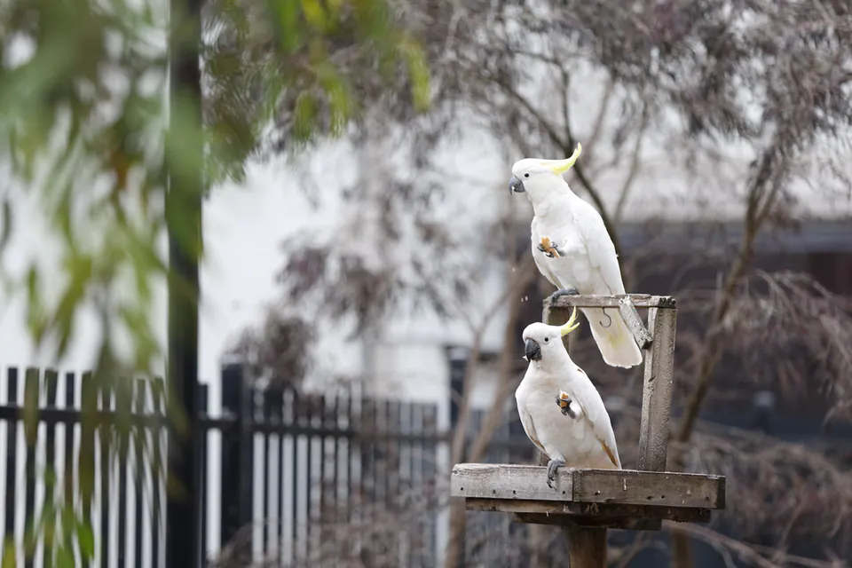 Two cockatoos perched in a garden