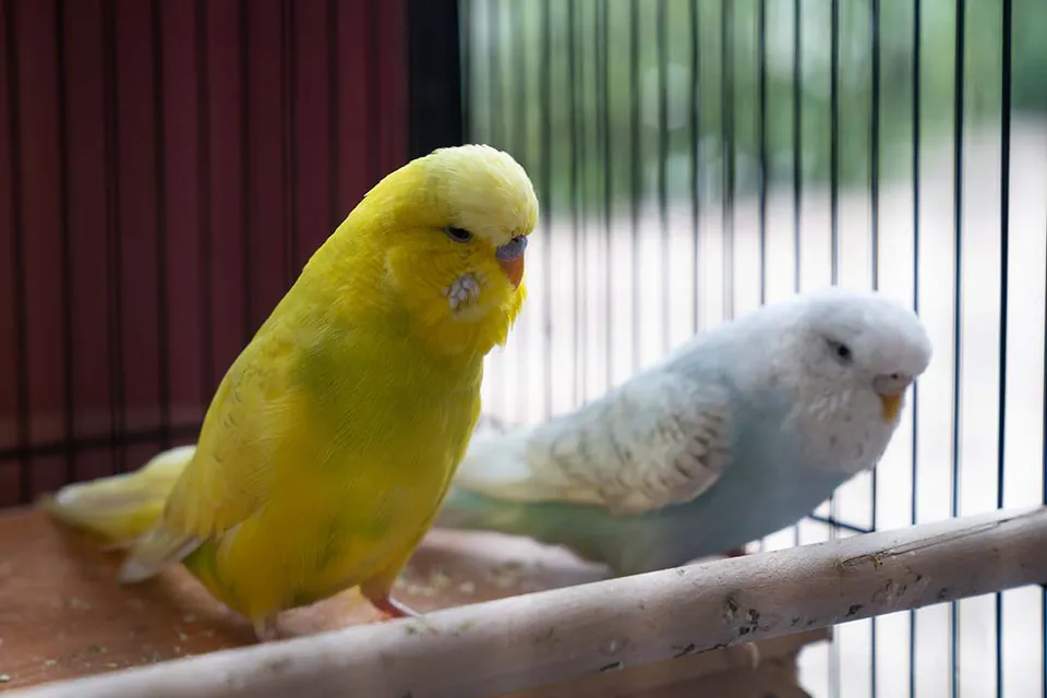 Birds at the aged care home.